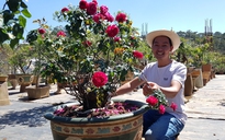 Độc lạ hoa kiểng Tết Canh Tý: Vườn bonsai hồng cổ, có cây 100 năm tuổi