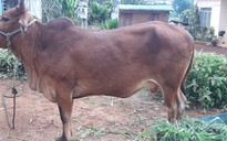 Lâm Đồng: Dịch bệnh viêm da nổi cục ở bò lây lan nhanh