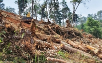 Lâm Đồng: Rừng bị triệt hạ, san gạt đất trái phép
