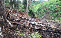 Lâm Đồng: Lập ban chuyên án điều tra các vụ phá rừng