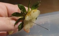 Lại phát hiện kim khâu cài trong dâu tây tại Úc