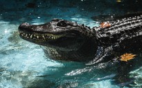 'Cụ' cá sấu nuôi nhốt già nhất thế giới hiện đang ở đâu?