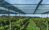 Cần xây dựng mô hình điện mặt trời kết hợp nông nghiệp