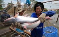 Thêm nhiều cơ hội cho tôm cá Việt Nam ở châu Âu và Trung Quốc