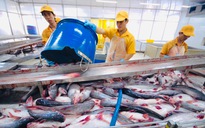 Giá cá tra xuất khẩu qua Mỹ cao kỷ lục