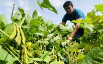 Nông dân trồng đậu nành giống mới trúng mùa trúng giá