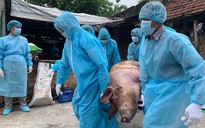 Dịch tả lợn châu Phi xuất hiện ở Khánh Hòa