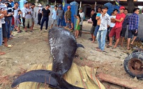 Chôn cất cá voi khoảng 2,5 tấn dạt vào bờ biển Khánh Hòa