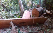 Ngang nhiên phá rừng: Vì sao lâm tặc lộng hành?