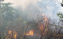 Cháy 40 ha rừng tràm nguyên sinh
