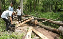 Nhiều cây gỗ quý trong Vườn quốc gia Yók Đôn bị lâm tặc triệt hạ