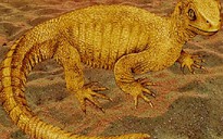 Phát hiện hóa thạch một loài rùa chưa từng được biết đến
