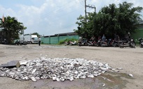 Dân đổ hàng trăm ký cá chết trước cổng công ty chế biến hải sản