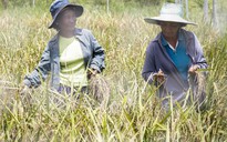 Thái Lan kêu gọi ngưng trồng lúa vì thiếu nước