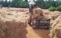Xuất khẩu phế phẩm nông nghiệp: Thu tiền tỉ từ chỉ xơ dừa