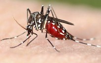 Muỗi truyền vi rút gây bệnh não nhỏ