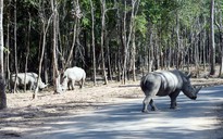 Không có chuyện thú chết hàng loạt ở Safari Phú Quốc