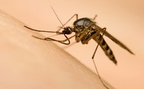 Chưa phát hiện sốt xuất huyết liên quan với vi rút Zika