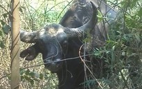 Bò tót nặng 800 ký chết ở rừng Mã Đà