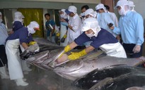 EU tăng kiểm soát hải sản nhập từ Việt Nam
