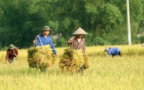Việt Nam bị trói buộc về thành tựu an ninh lương thực