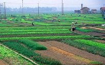 Tích tụ đất đai tạo điều kiện tái cơ cấu nông nghiệp