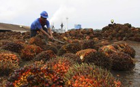 Indonesia đổi dầu cọ, cà phê lấy tiêm kích Nga