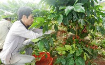 Hỗ trợ gần 27 tỉ đồng cho nông dân sản xuất cà phê bền vững