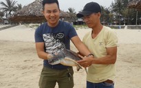 Thả rùa quý hiếm nặng 6,3 kg về biển