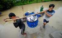 Phát triển bền vững cho ngành hàng cá tra