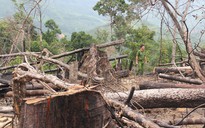 Vợ chồng thuê người phá 17 ha rừng phòng hộ lĩnh án
