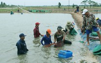 Thành tỉ phú nhờ nuôi tôm