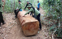 Gia Lai: Chủ tịch xã 'lấy gỗ lậu mang về nhà làm bàn ghế'