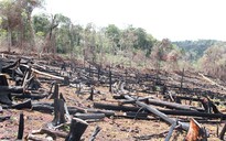 Khởi tố 2 nghi can thuê người phá rừng nguyên sinh