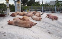 Phát hiện 2 ổ dịch tả lợn châu Phi ở Bạc Liêu