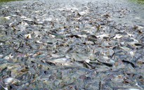 Hàng ngàn con cá tra tự nhiên kéo đến 'nương nhờ' nhà người dân miền Tây