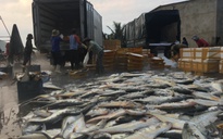 Ngư dân Quảng Ngãi trúng đậm mẻ cá hơn 8 tấn