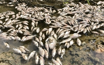 Kiểm tra tình trạng cá chết hàng loạt, nổi trắng sông Bàu Giang ​