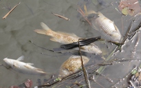 Cá chết hàng loạt trên sông Trầu do vi khuẩn Aeromonas sobria