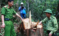 Vụ phá rừng pơ mu: Bắt giam Đồn phó Đồn Biên phòng cửa khẩu Nam Giang