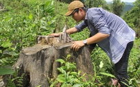 Thủ tướng yêu cầu điều tra, làm rõ vụ phá rừng phòng hộ ở Quảng Nam