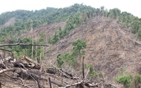 Phó chủ tịch tỉnh Quảng Nam quyết tìm ra kẻ chủ mưu phá rừng