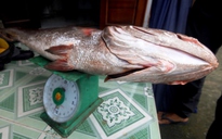 Hai ngư dân Quảng Nam câu được cá lạ nghi là cá sủ vàng quý hiếm