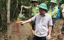 Vụ phá rừng phòng hộ Sông Kôn: Làm rõ vai trò của ngành chức năng