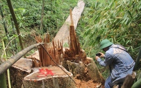 Quảng Nam tổng rà soát các cơ sở chế biến gỗ
