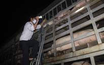 Dịch tả lợn châu Phi đã xuất hiện ở Quảng Trị