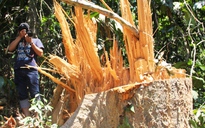 Phá rừng phòng hộ Trà Leng để mang gỗ về làm nhà?
