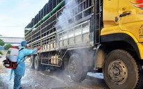 Lợn nhiễm dịch tả lợn châu Phi vẫn chở bán nhiều nơi tại Quảng Nam