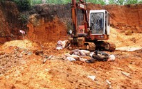Dân bức xúc vì nộp phí mới được tiêu hủy heo nhiễm dịch tả lợn châu Phi