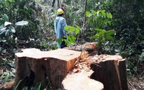 Lại phát hiện vụ phá rừng tự nhiên ở Quảng Nam